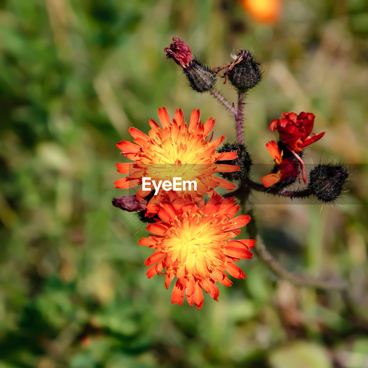 Close-up of honey bee on red flowering plant