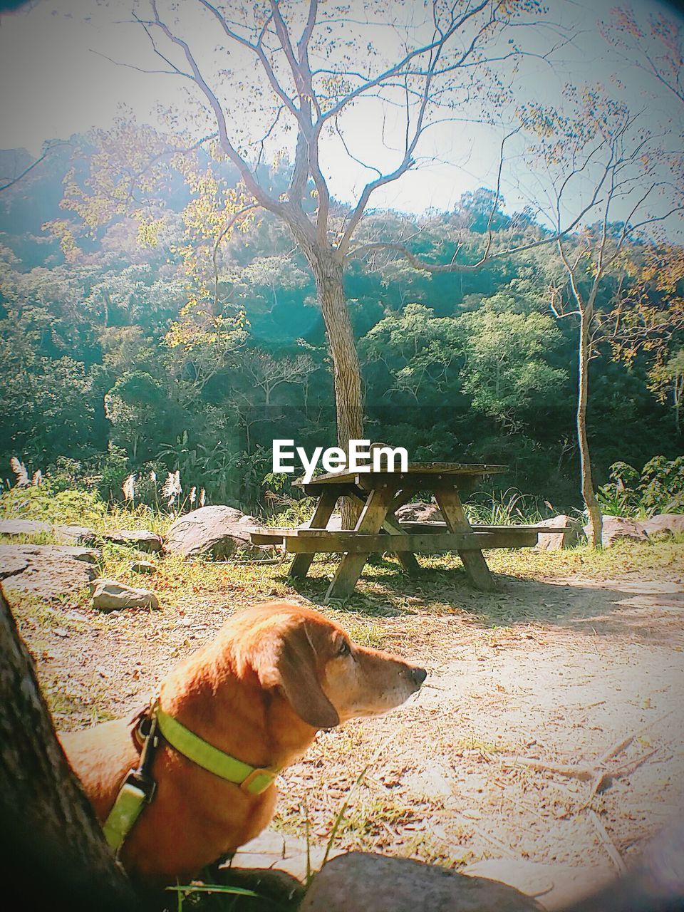 CLOSE-UP OF DOG LOOKING THROUGH TREES