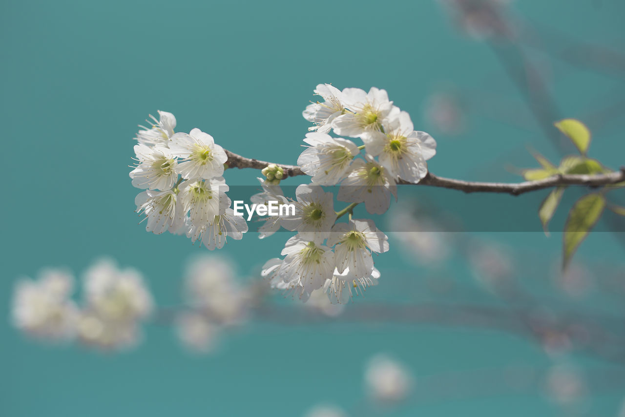 Close-up of white flowers on branch