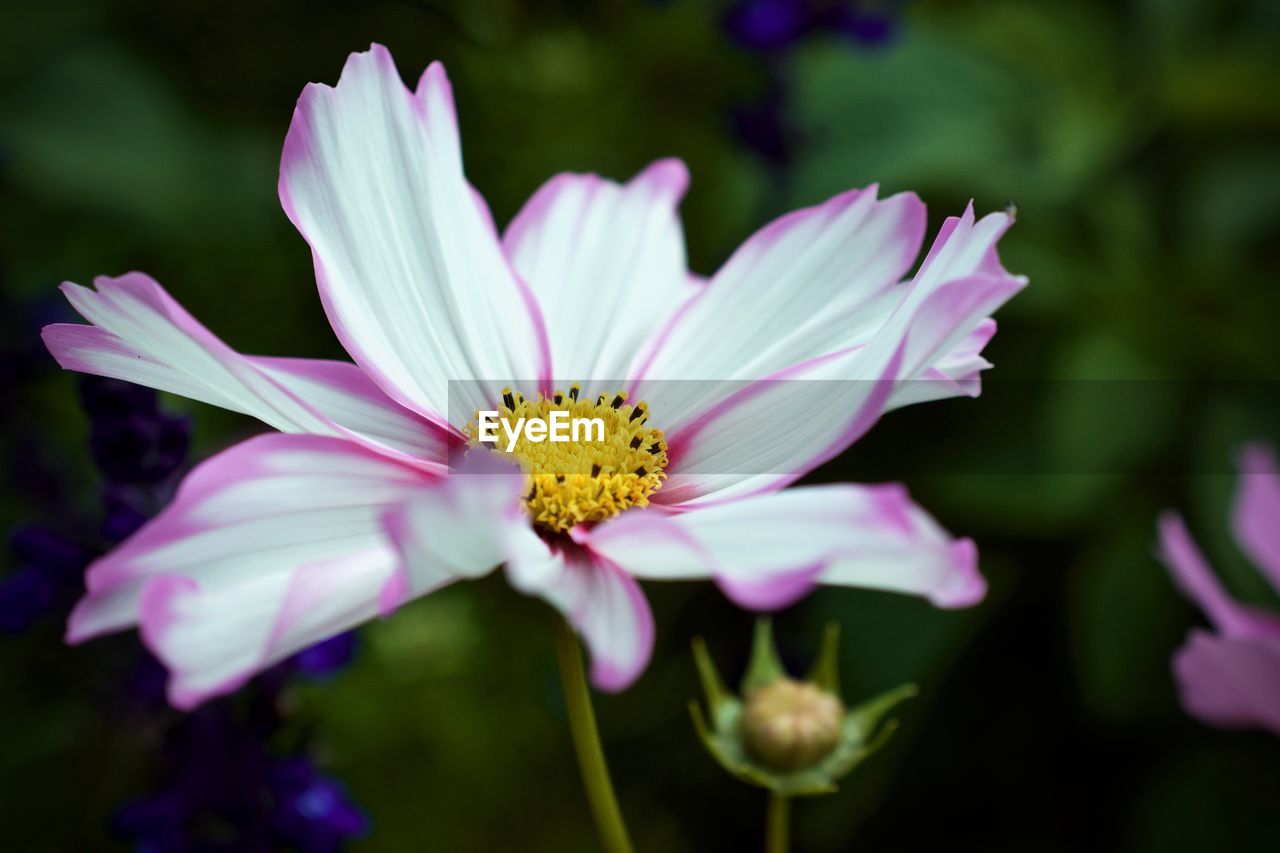 Close-up of pink flower