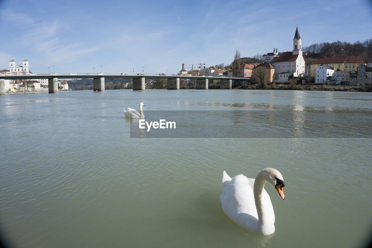 Swans swimming on river against sky in city