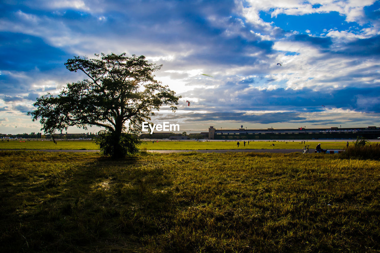 TREES ON FIELD AGAINST SKY