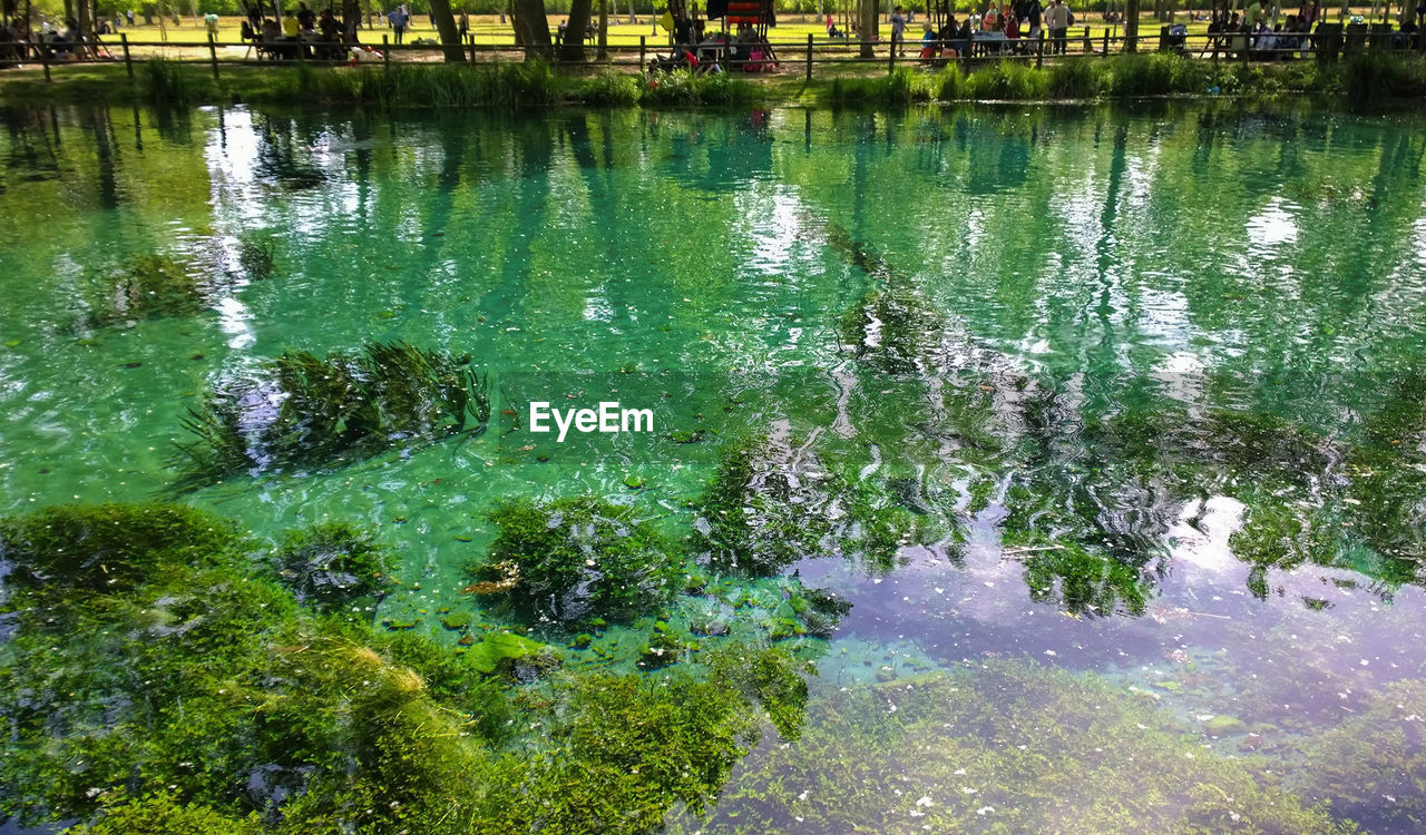 REFLECTION OF TREES IN WATER