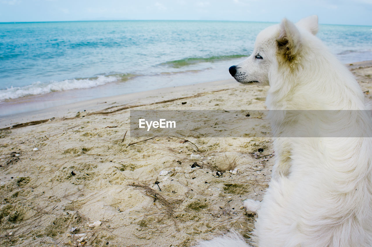 White hairy dog looking at sea