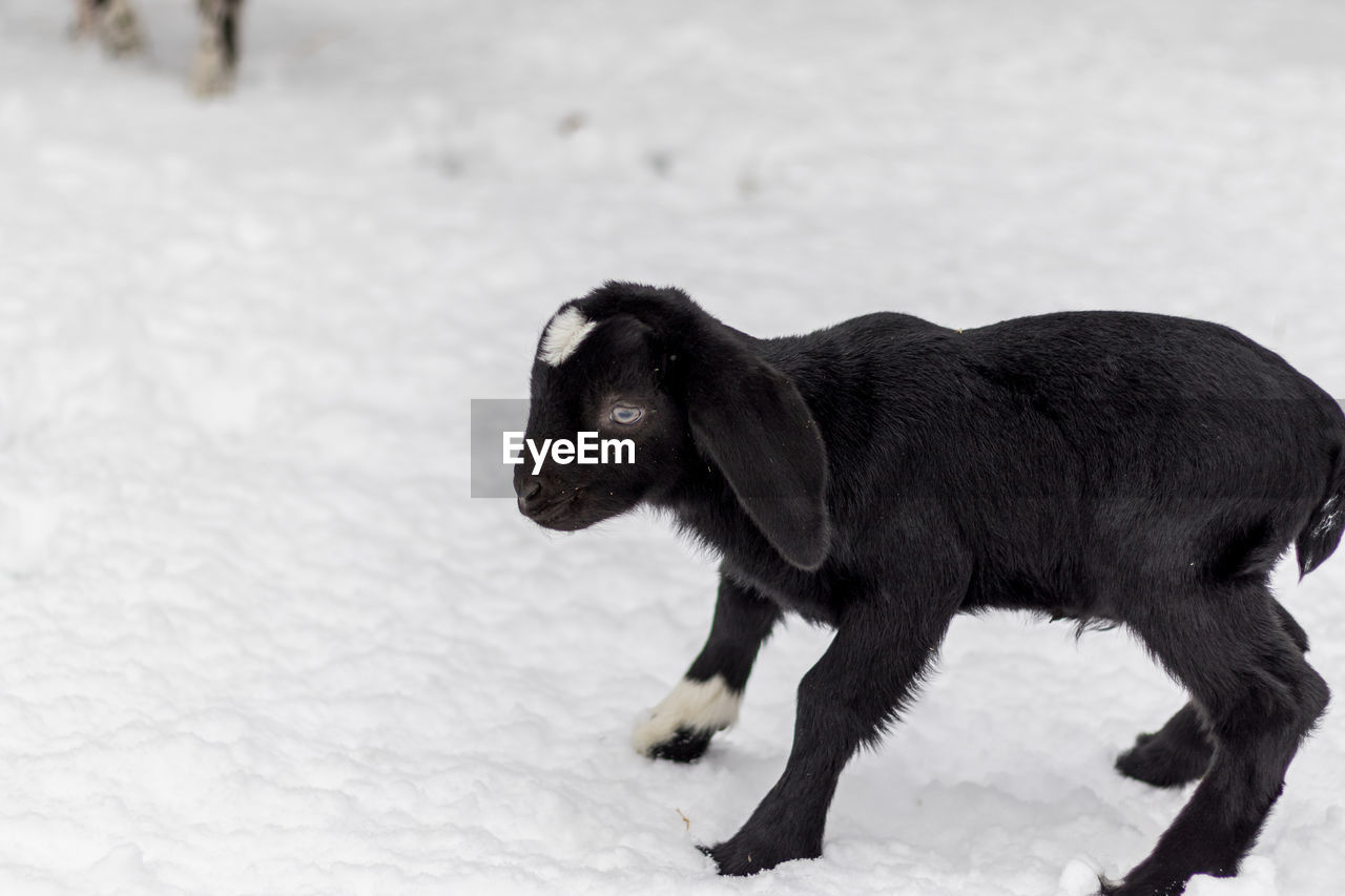 BLACK DOG STANDING ON SNOW