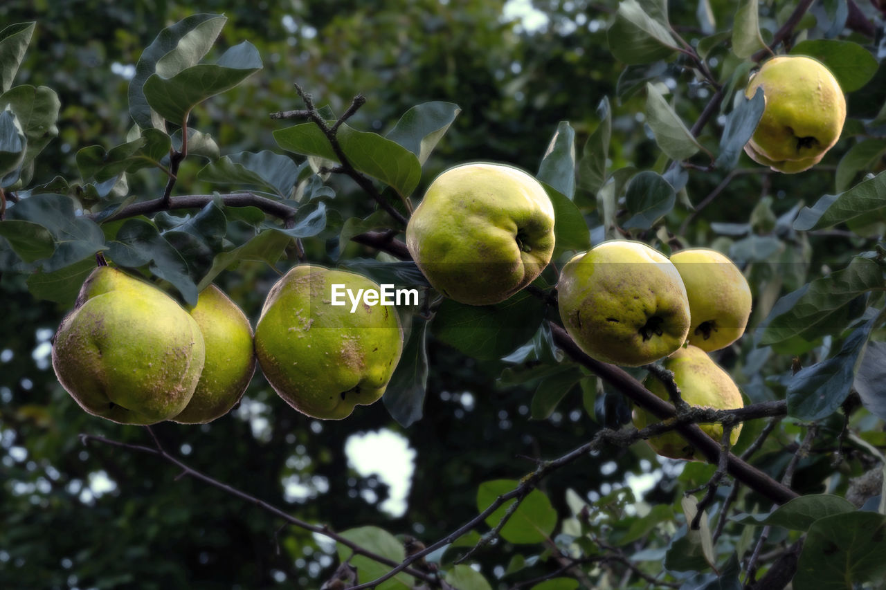 Close-up of quinces growing on tree