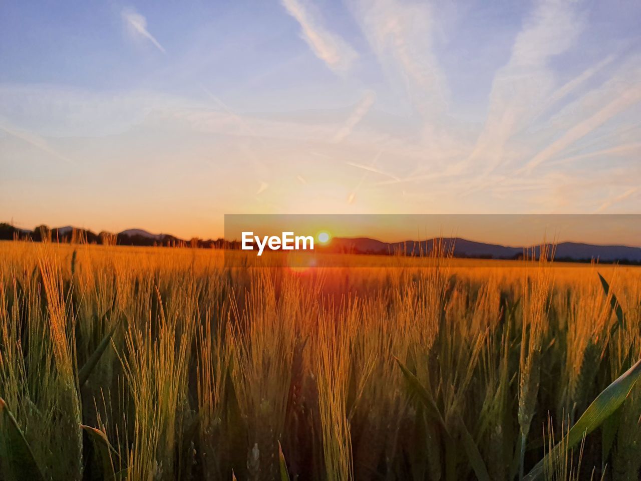 sky, landscape, plant, field, environment, sunset, land, agriculture, nature, rural scene, beauty in nature, cereal plant, crop, horizon, scenics - nature, cloud, sun, tranquility, growth, sunlight, tranquil scene, summer, no people, barley, idyllic, grass, prairie, food, farm, twilight, dawn, blue, outdoors, urban skyline, non-urban scene, vibrant color, corn, horizon over land, orange color, sunbeam, gold, lens flare, food and drink, yellow, multi colored, back lit, wheat, rural area, meadow, grassland, hordeum, plain, freshness, tree, dramatic sky, water