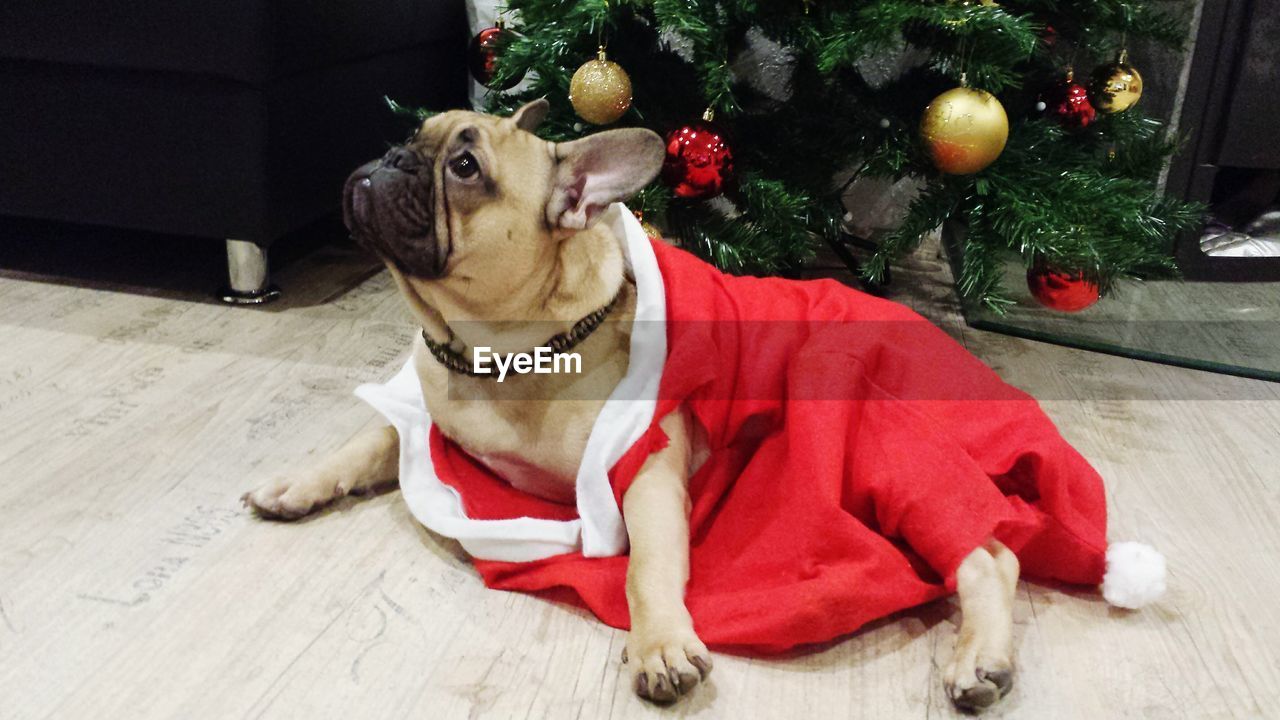 DOG AND CHRISTMAS TREE ON TABLE