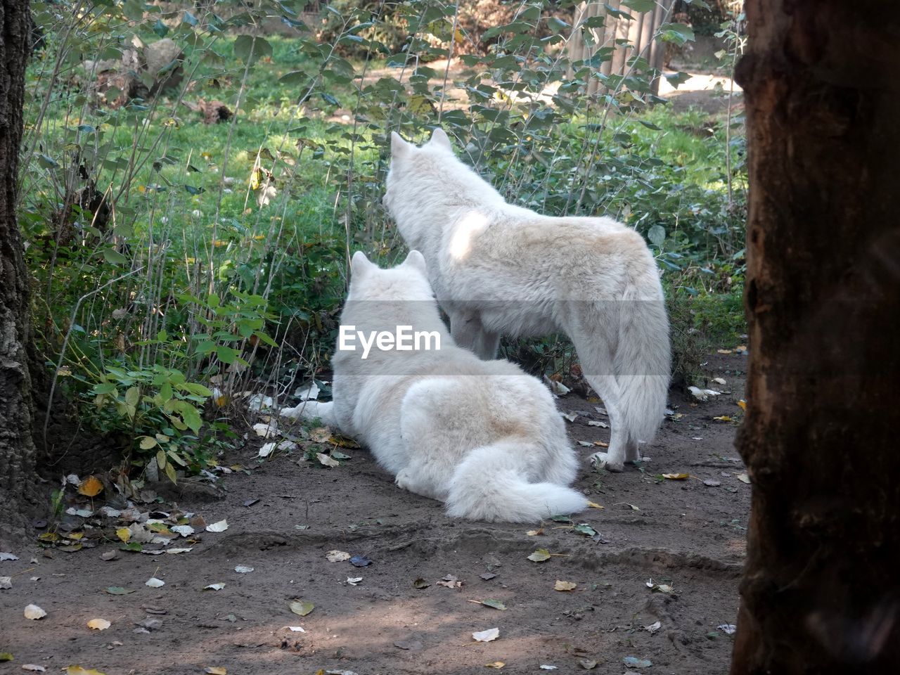 Wolves relaxing on field 