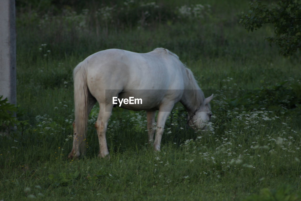 SIDE VIEW OF HORSE GRAZING ON GRASSY FIELD