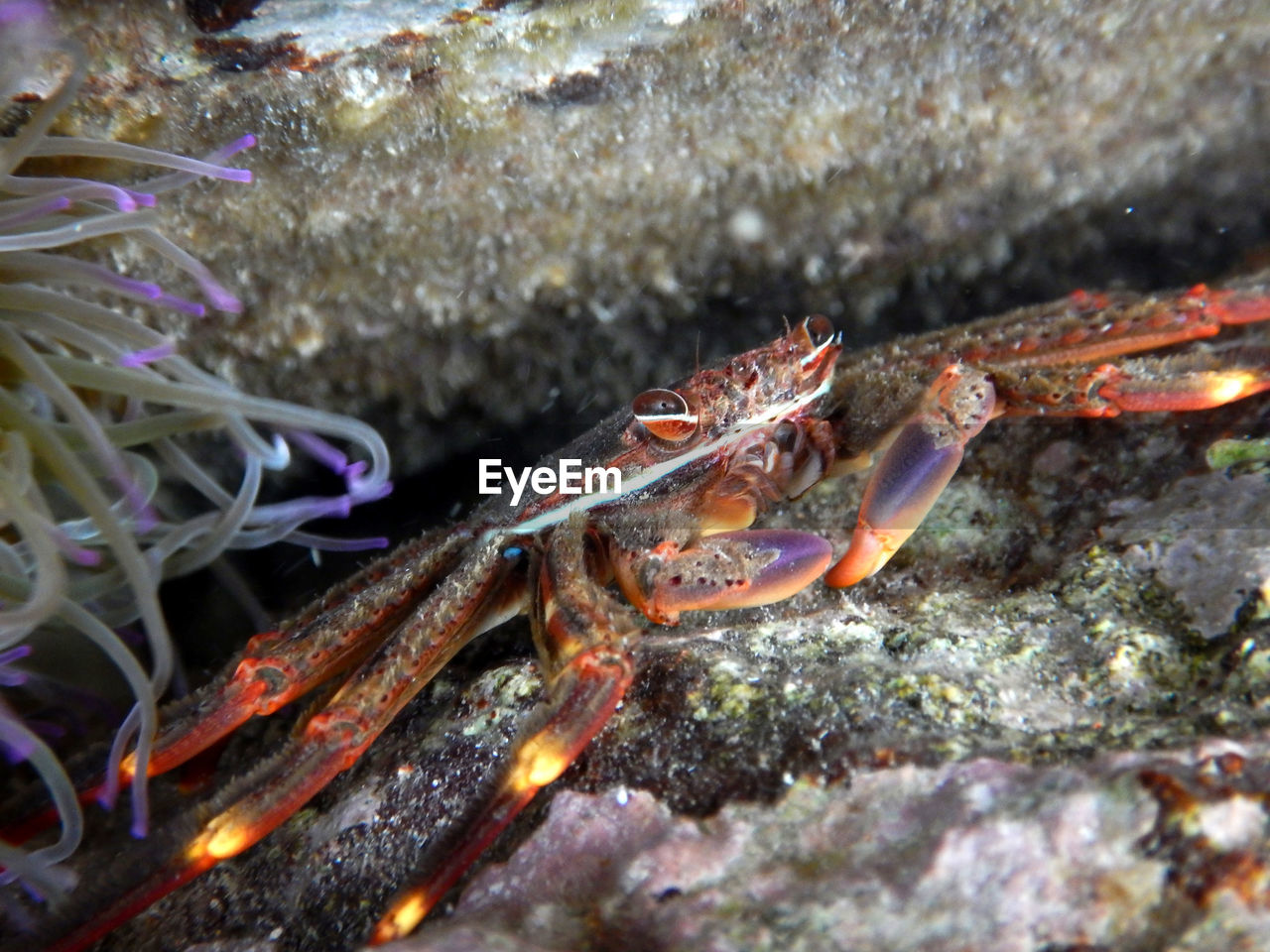 CLOSE-UP OF CRAB ON SEA