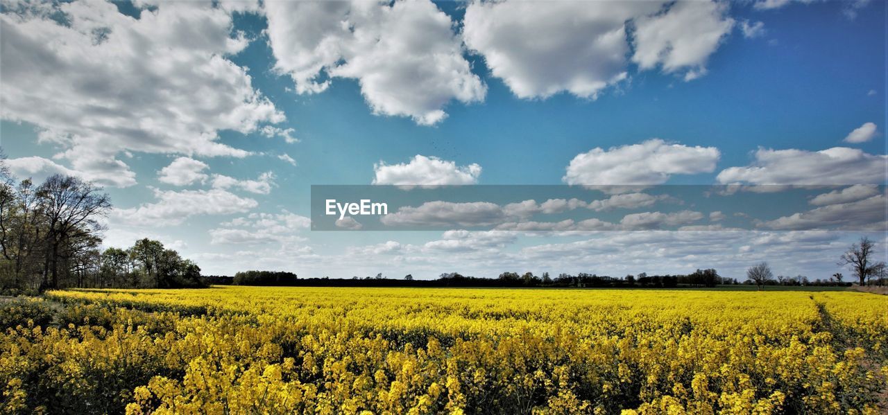 SCENIC VIEW OF OILSEED RAPE FIELD AGAINST CLOUDY SKY