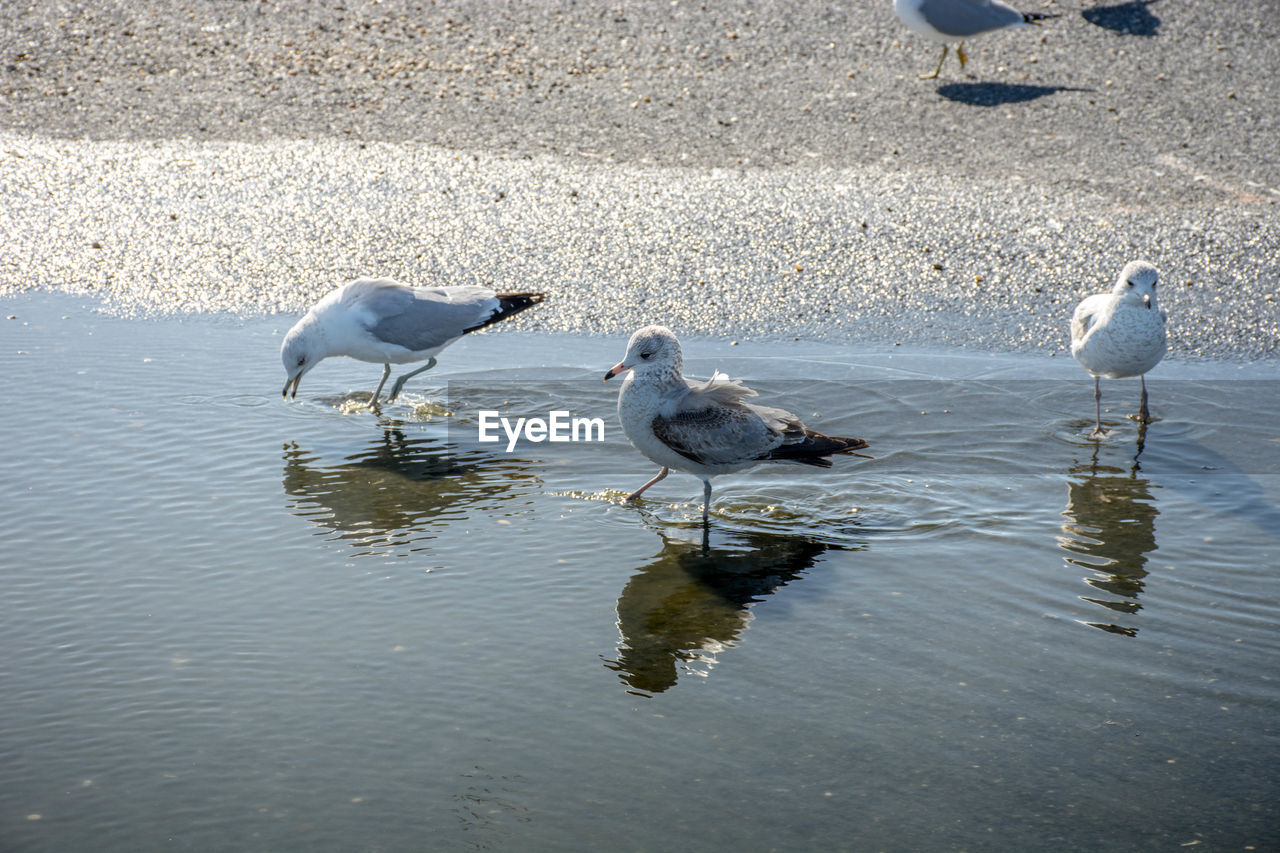 BIRDS ON LAKE