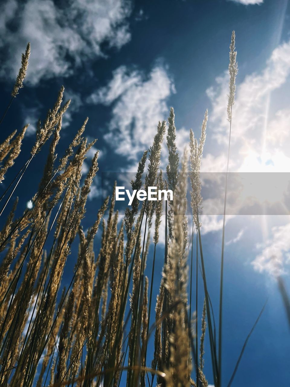 sky, sunlight, cloud, reflection, nature, plant, beauty in nature, no people, tree, blue, grass, tranquility, winter, low angle view, day, growth, wind, scenics - nature, land, environment, outdoors, landscape, water, tranquil scene, sunbeam, sun, non-urban scene, branch