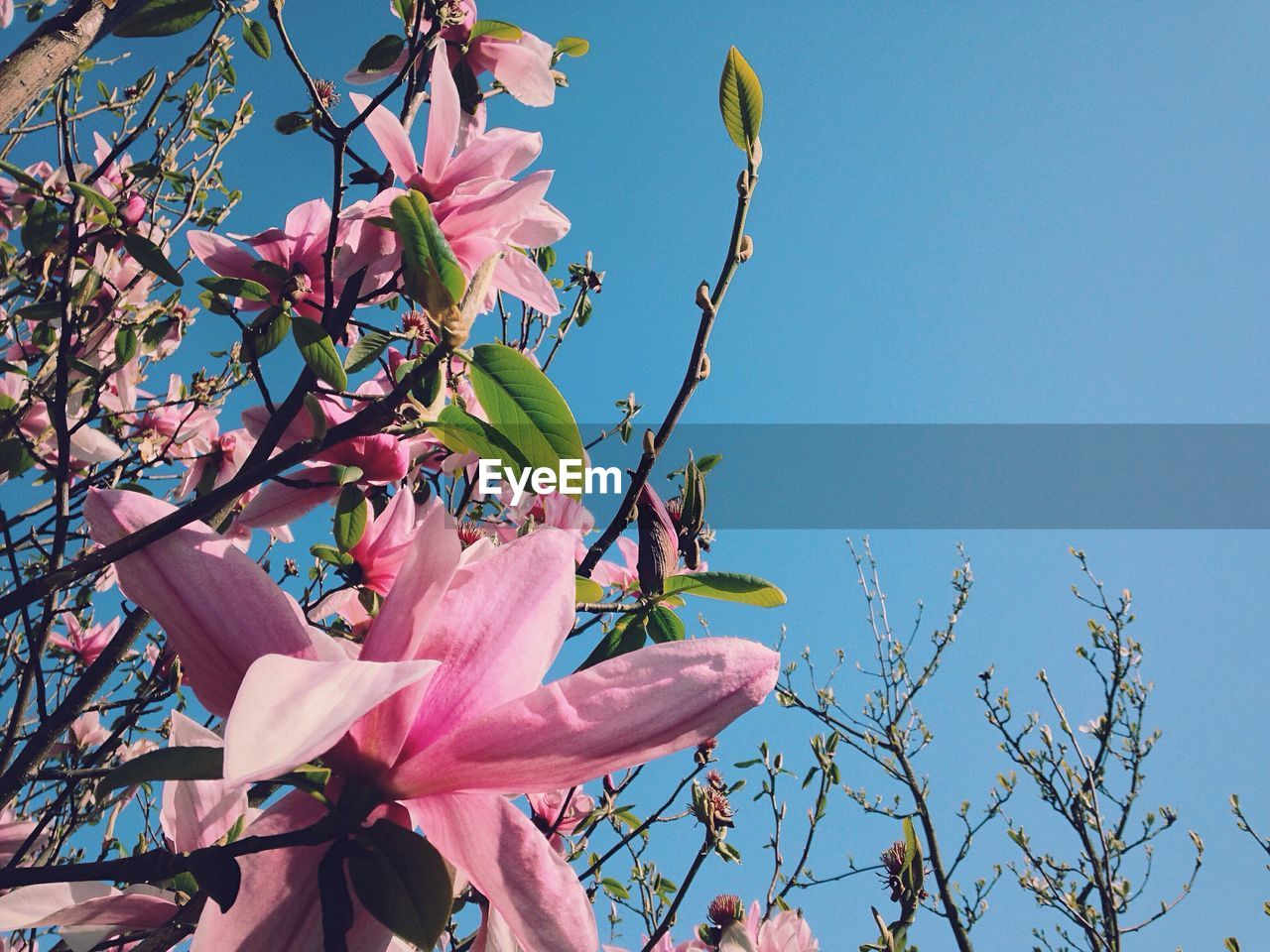 Low angle view of pink flowers blooming on tree