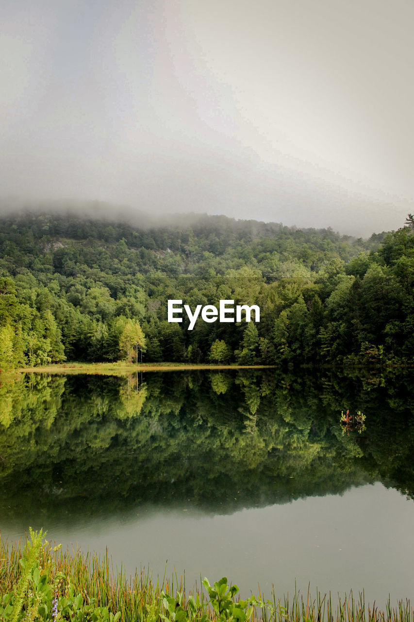 SCENIC VIEW OF LAKE IN FOREST