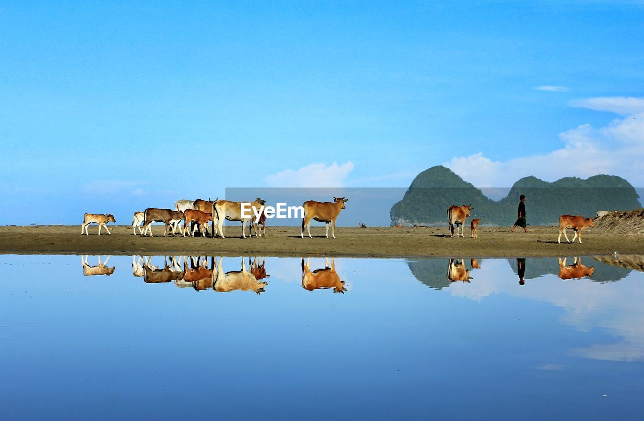 Full length of shepherd with cow reflecting in lake against sky