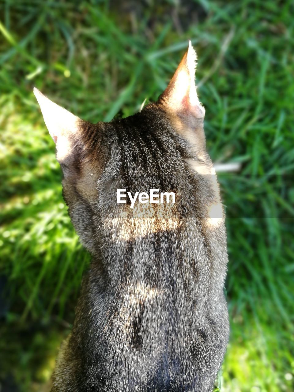 CLOSE-UP OF CAT AGAINST TREES