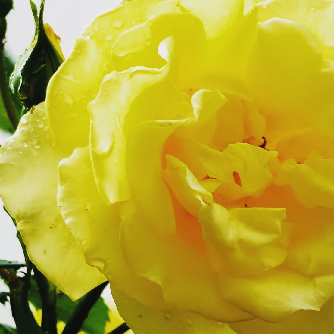 CLOSE-UP OF YELLOW ROSE BLOOMING