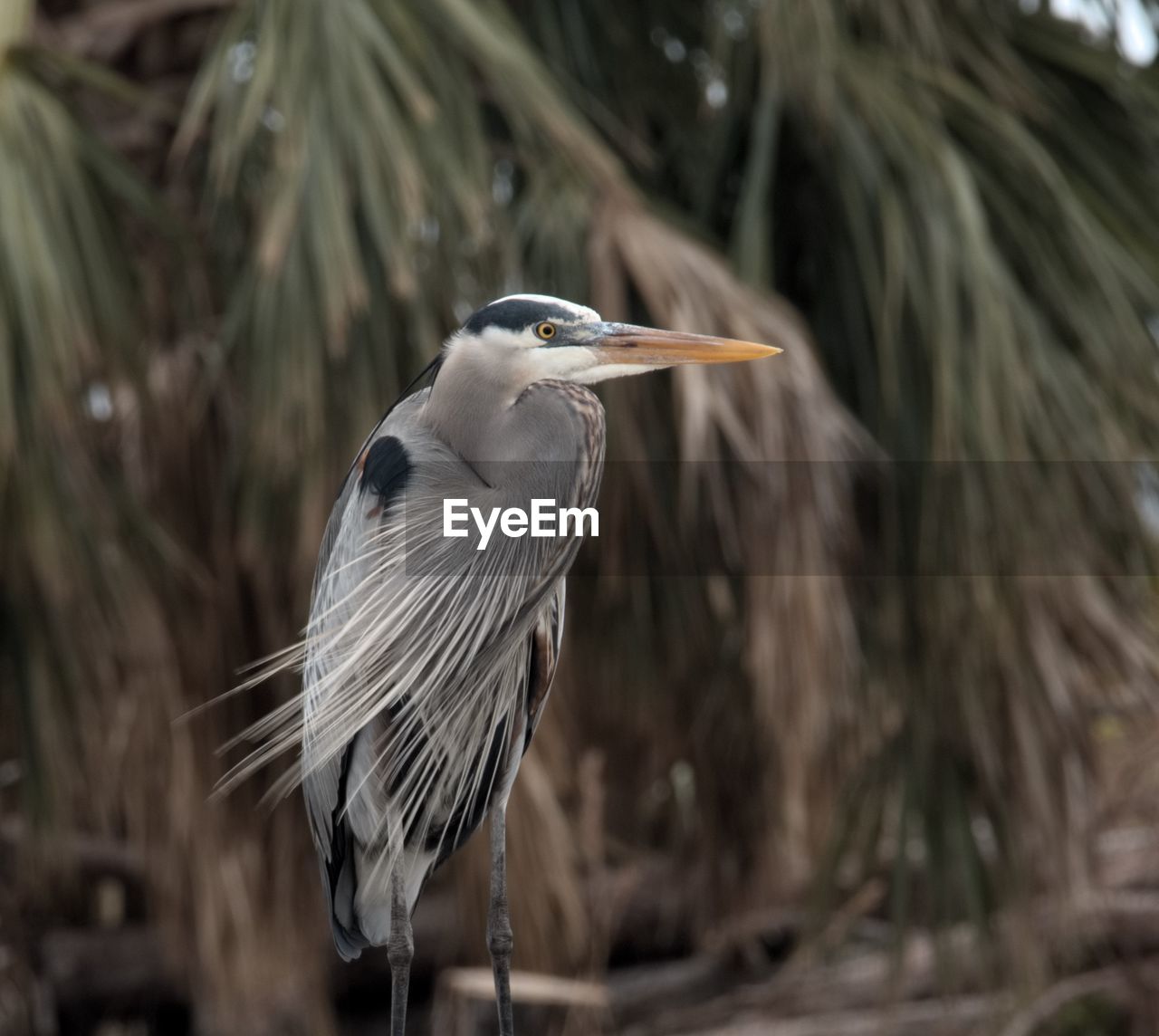 HIGH ANGLE VIEW OF GRAY HERON PERCHING ON A PLANT