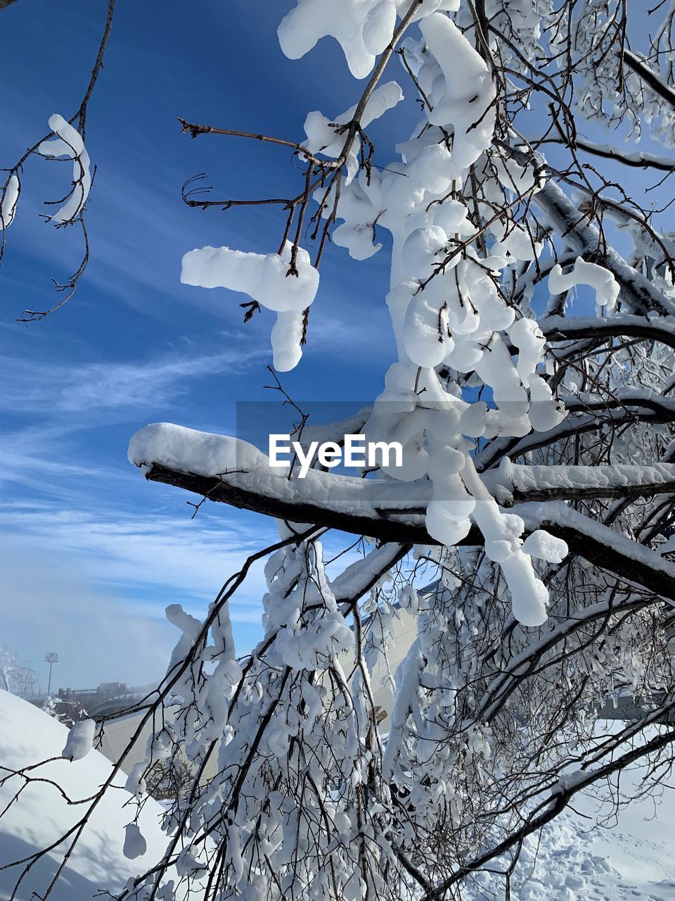 winter, snow, branch, tree, nature, cold temperature, ice, blue, sky, freezing, plant, no people, bare tree, low angle view, frost, day, beauty in nature, frozen, outdoors, environment, scenics - nature, tranquility, white, cloud, wind, flower, non-urban scene, landscape