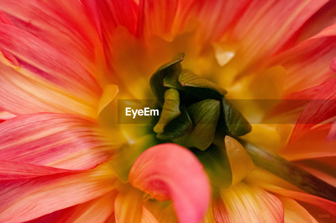 Full frame shot of pink flower