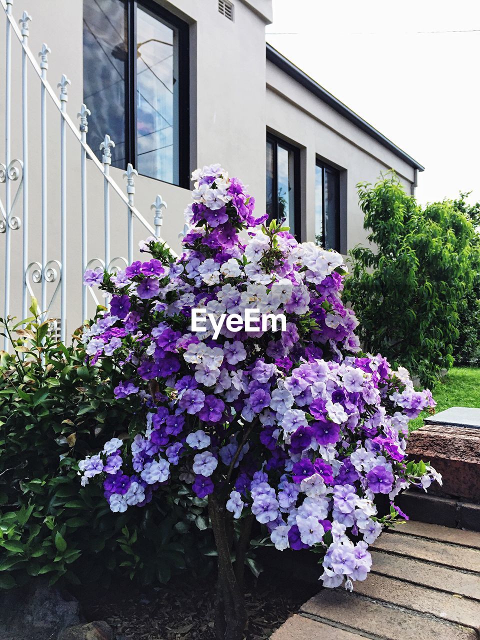 Purple flowers blooming in yard against house