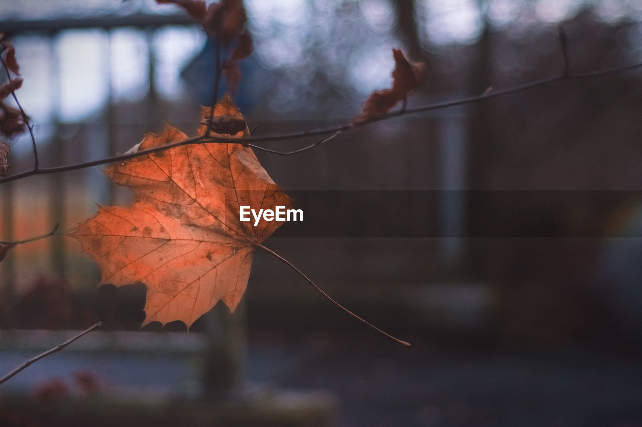 CLOSE-UP OF DRY MAPLE LEAF ON TREE