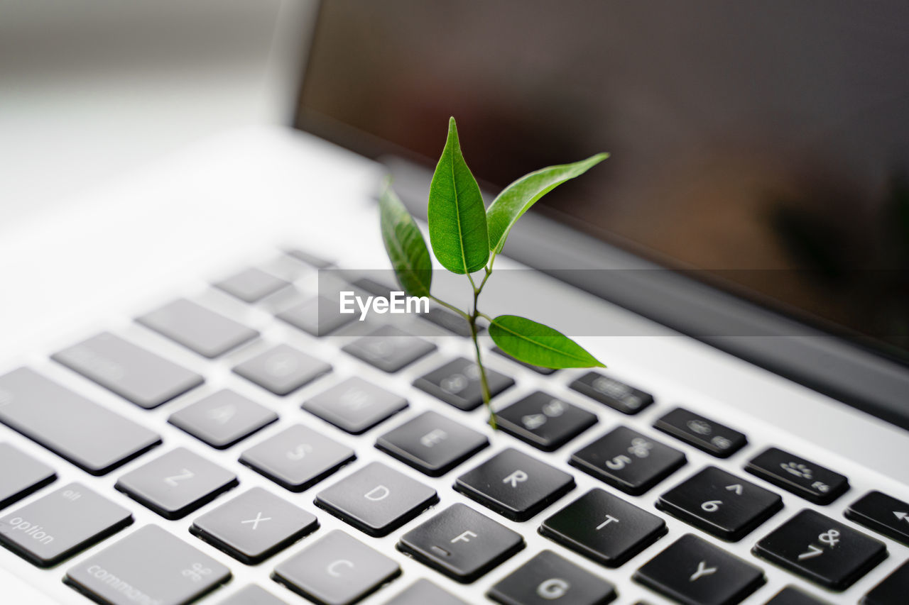 CLOSE-UP OF LAPTOP KEYBOARD ON PLANT