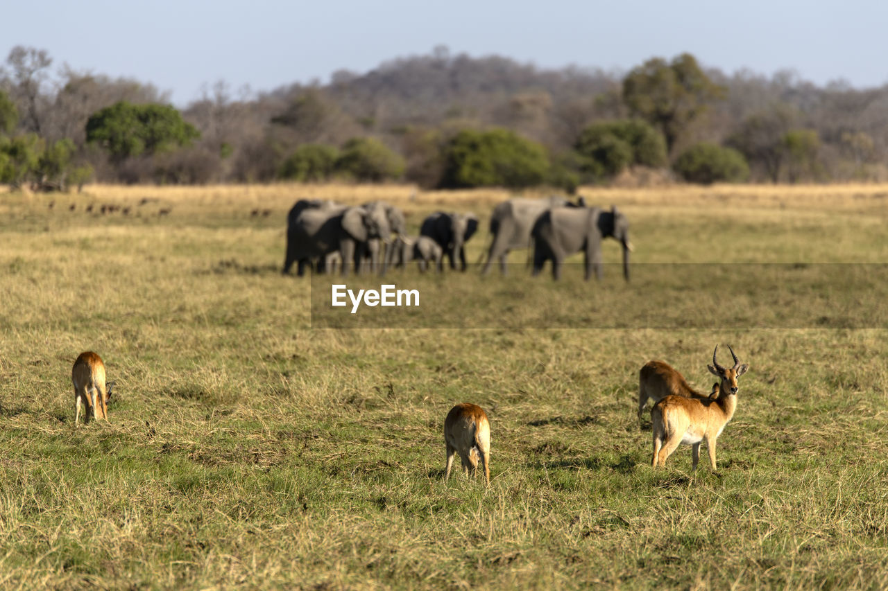 Impalas with elephants in a field