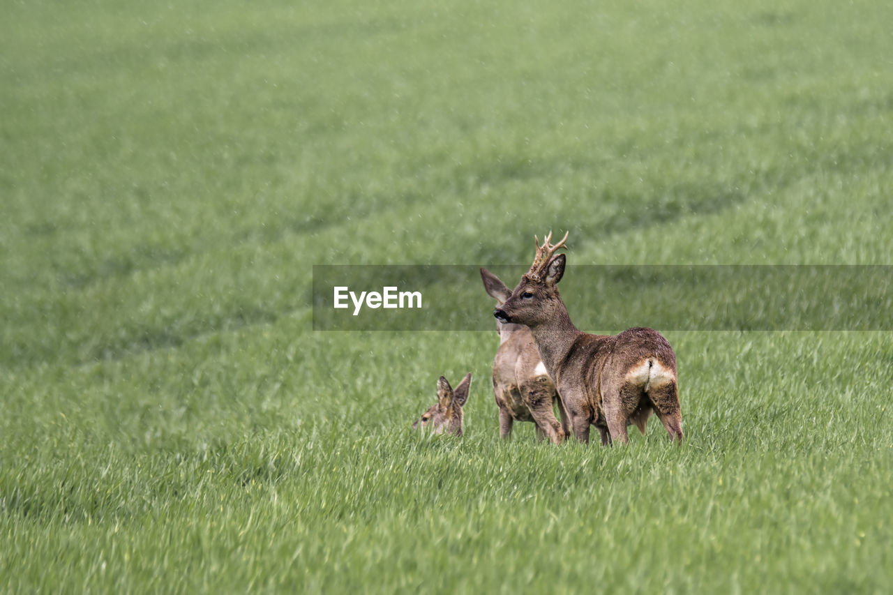 DEER ON GRASS