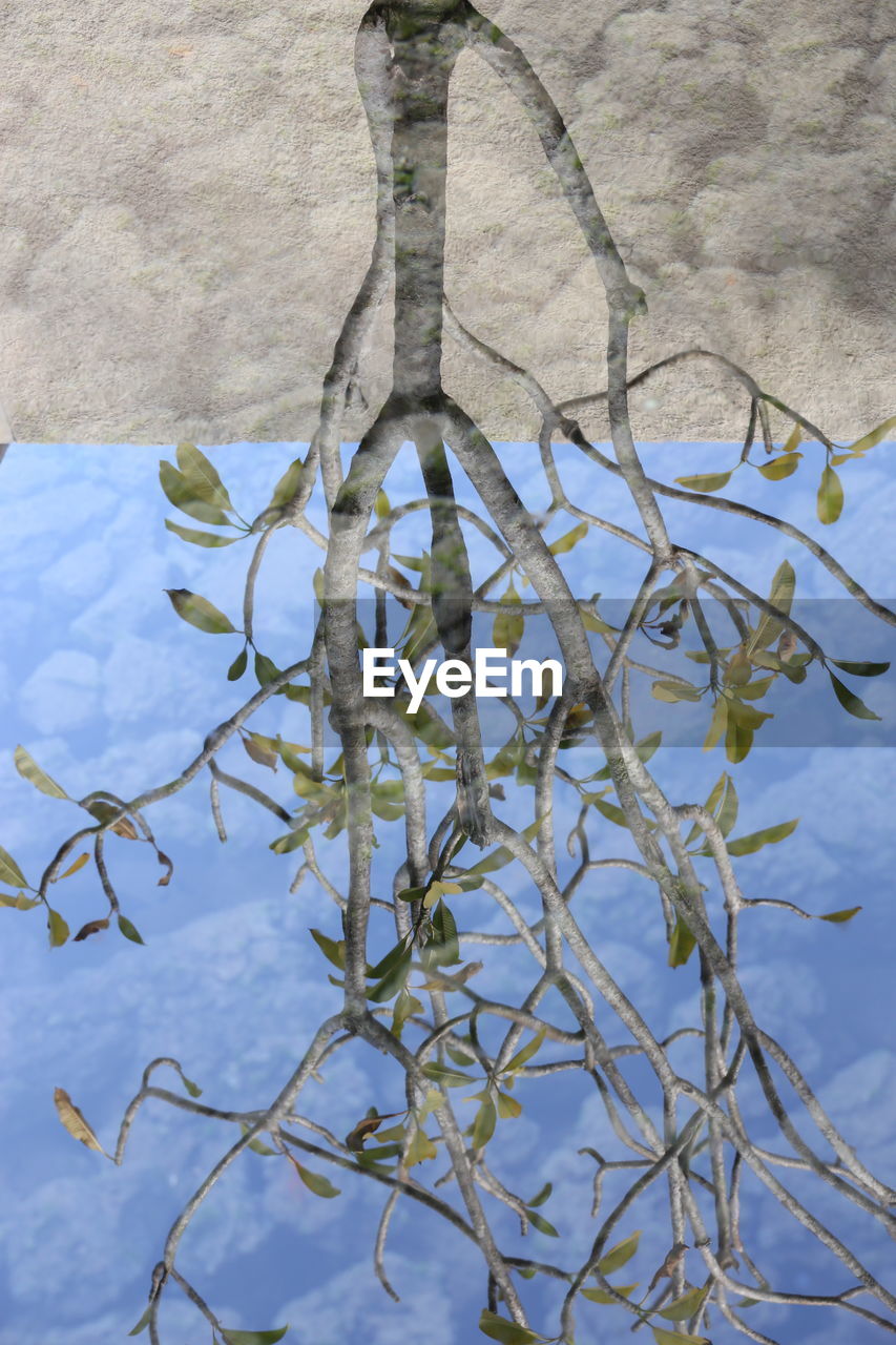 HIGH ANGLE VIEW OF FLOWERS IN WATER