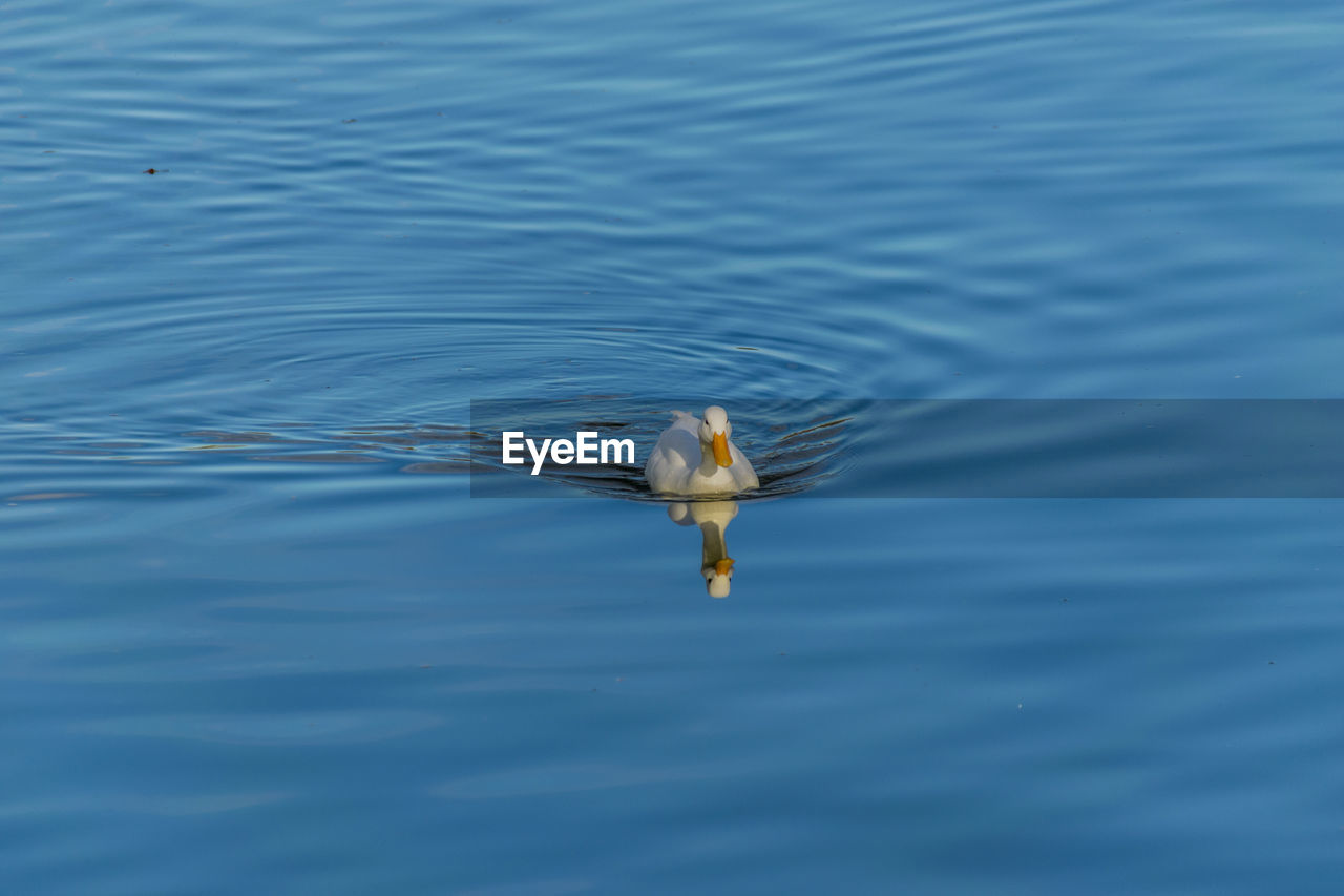 High angle view of duck swimming on lake