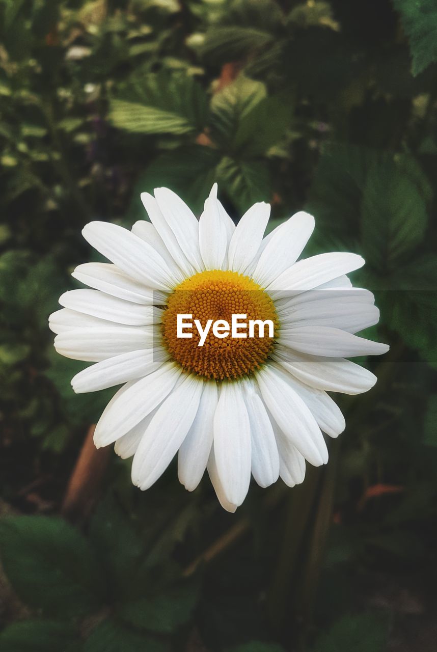 Close-up of white daisy flower