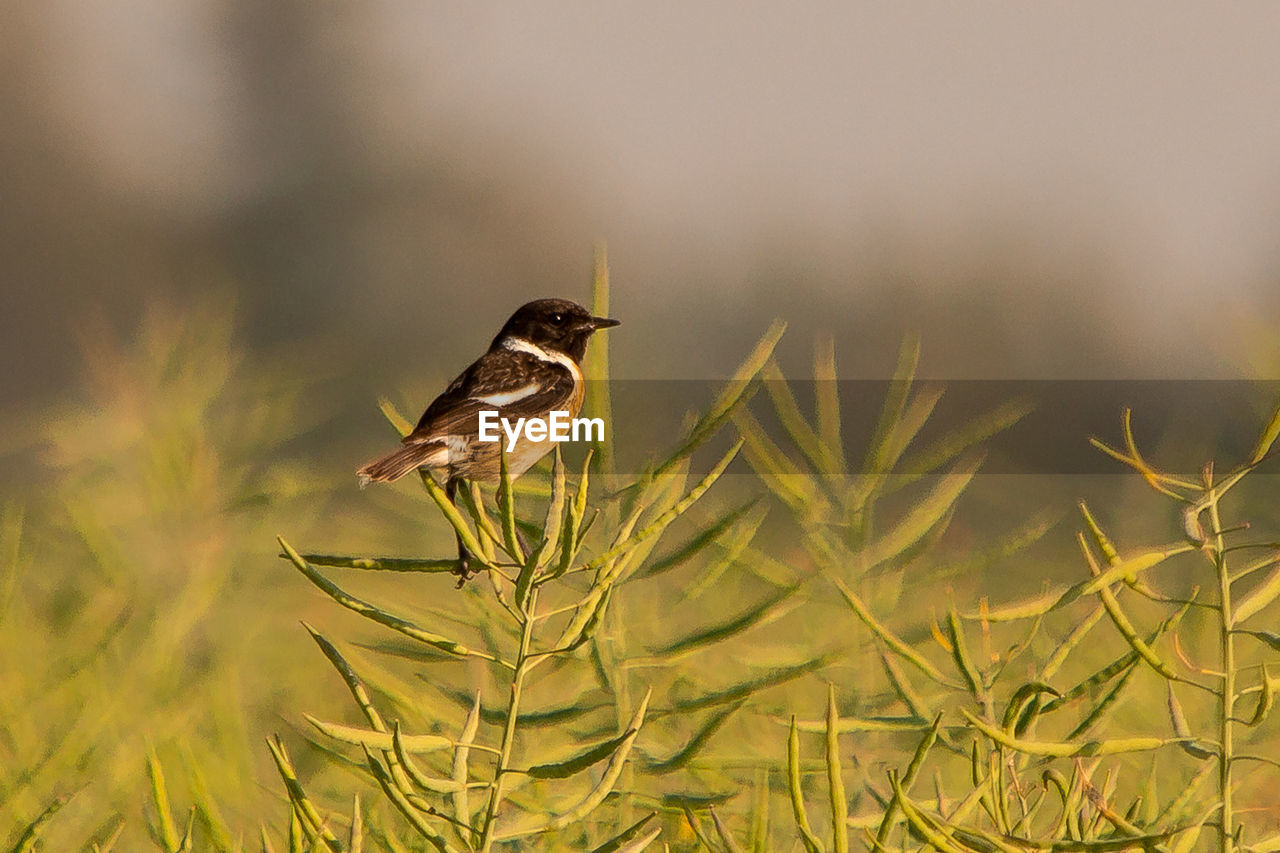 Bird perching on plant