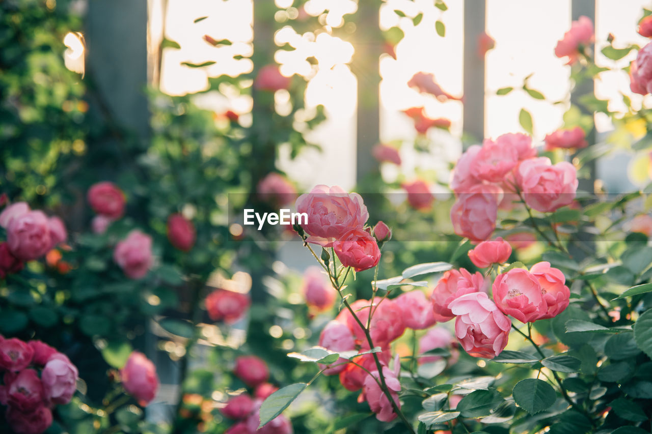 Close-up of pink roses