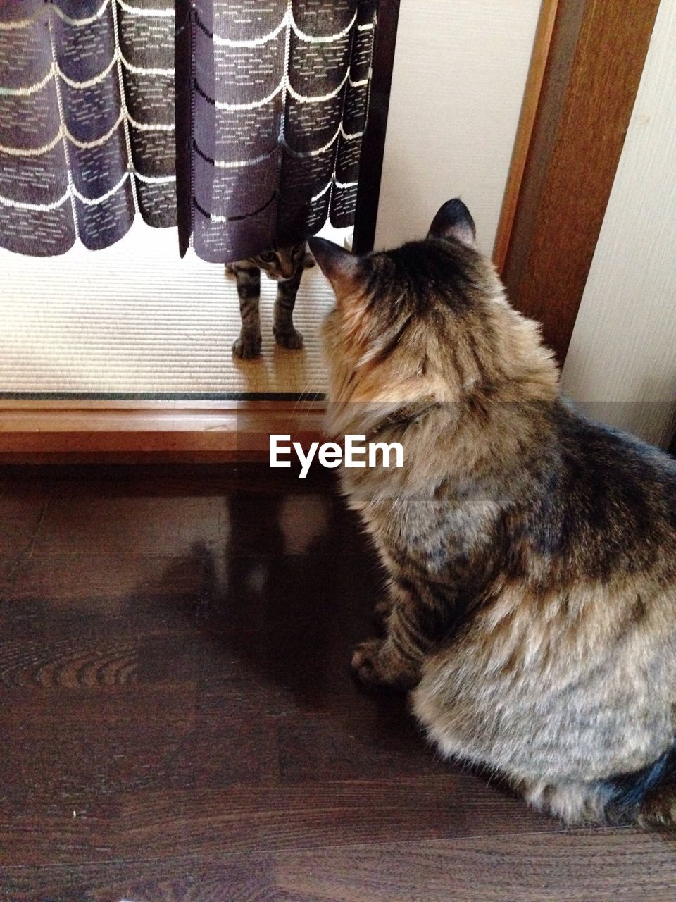 REAR VIEW OF CAT SITTING ON WINDOW SILL