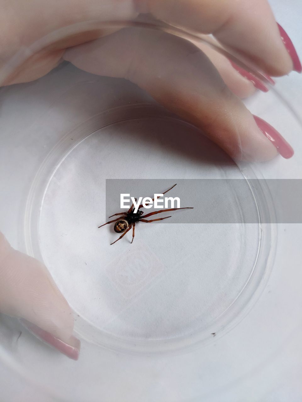 HIGH ANGLE VIEW OF HAND HOLDING INSECT