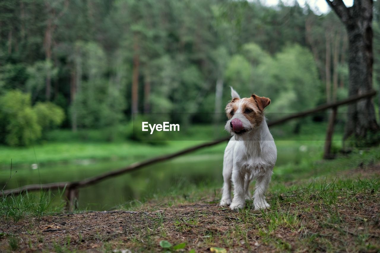 Dog outdoors in the countryside