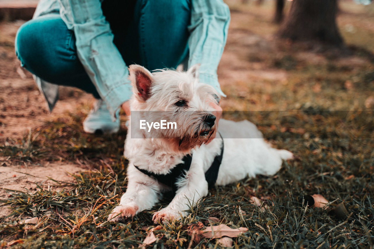 Happy west hightland white terrier