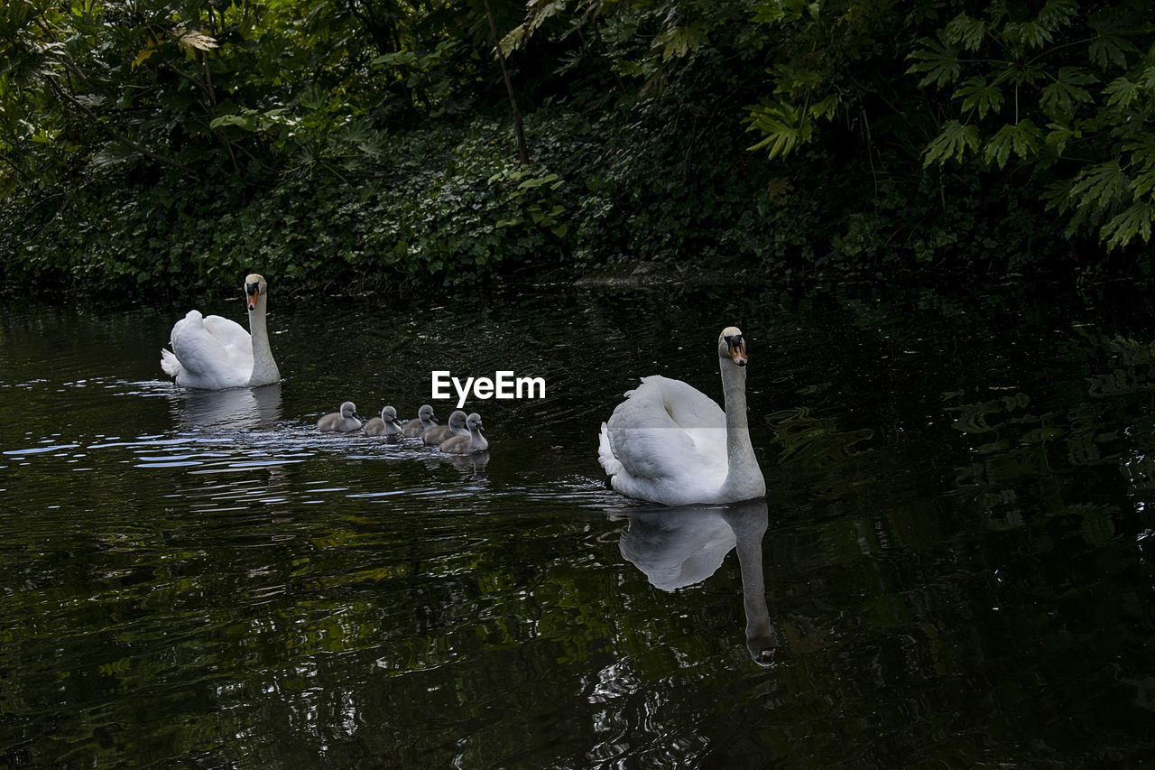 Swan family at stephen green in dublin 