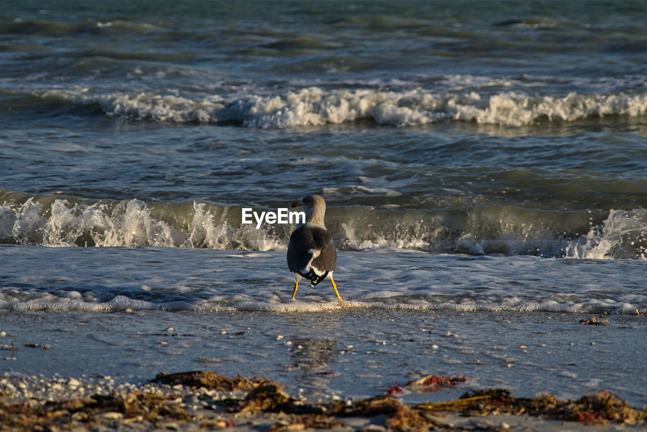 BIRD ON BEACH