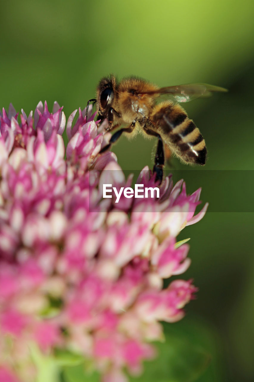 CLOSE-UP OF BEE POLLINATING FLOWER