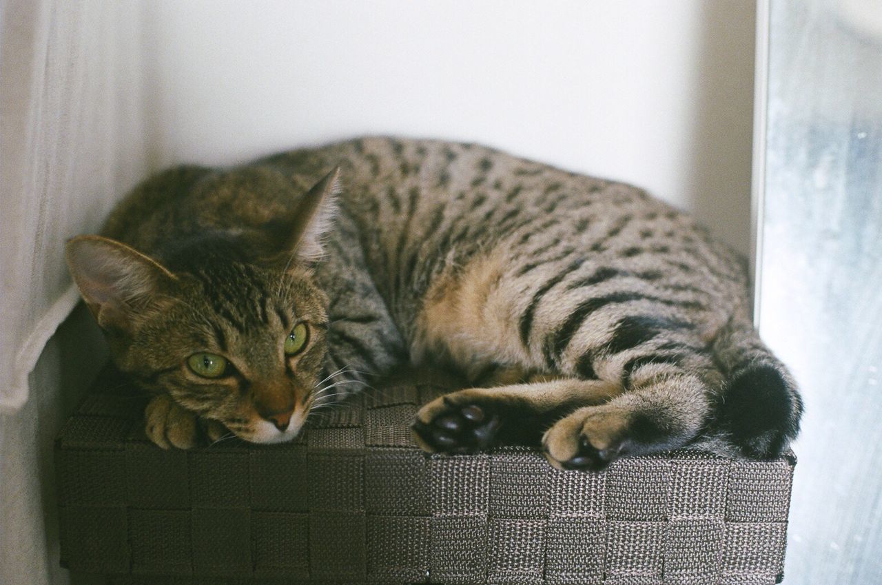 Portrait of cat relaxing on seat