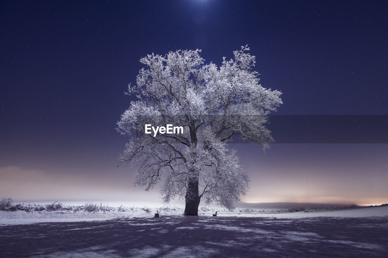 Frozen trees and snowy winter scene in rural pennsylvania