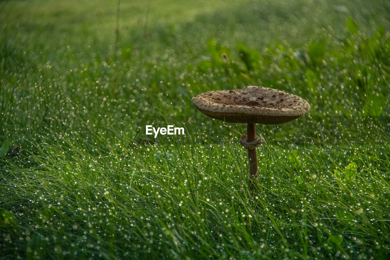 Close-up of mushroom on field