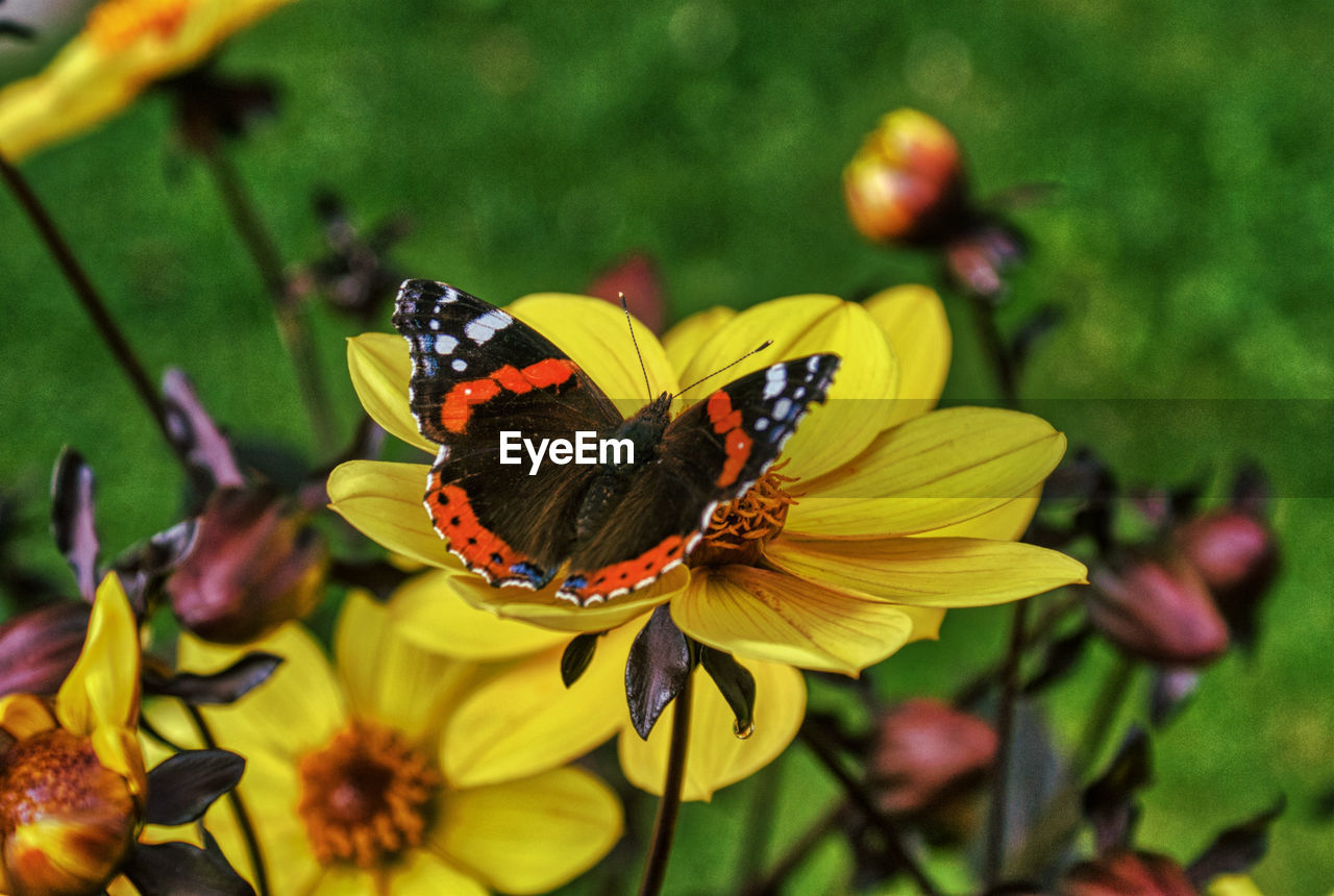 CLOSE-UP OF BUTTERFLY POLLINATING ON ORANGE FLOWER