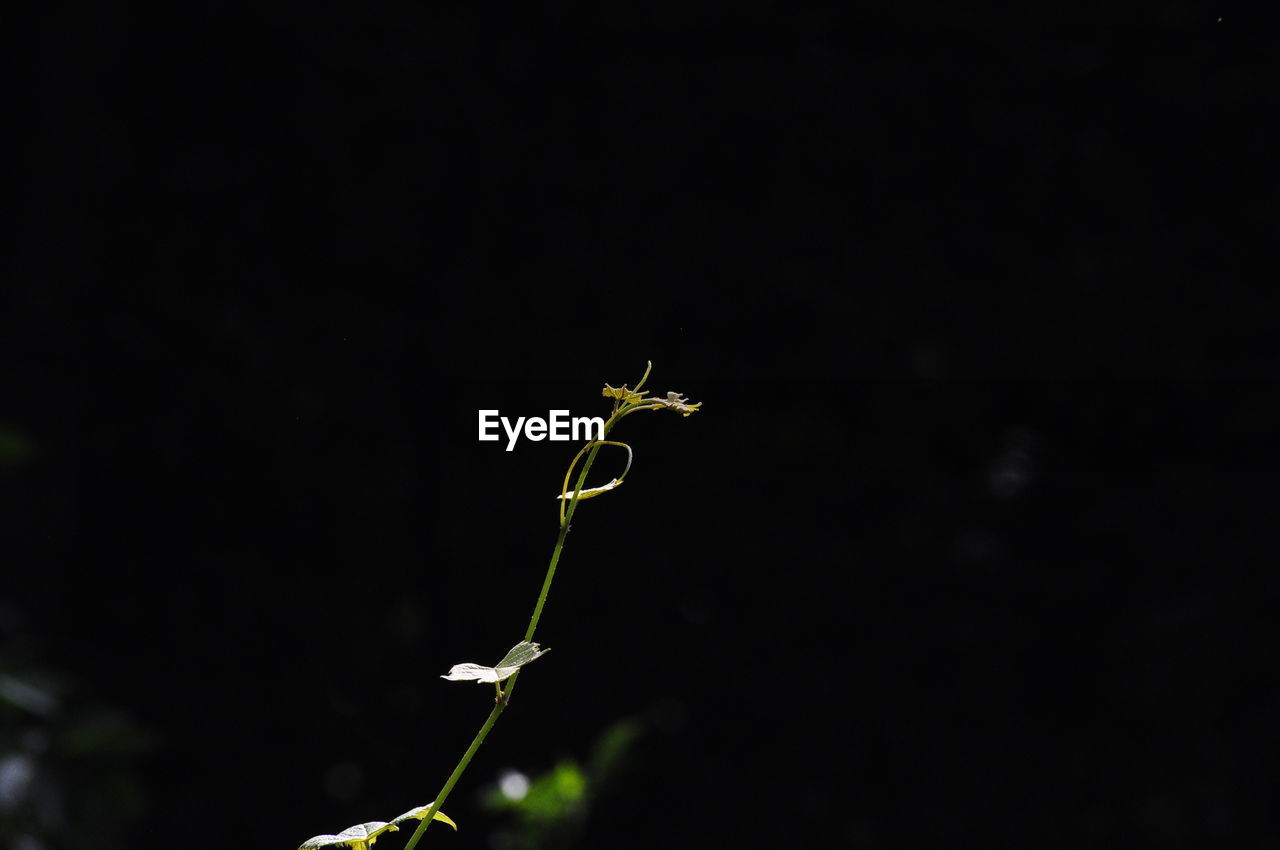 Close-up of grasshopper on plant against black background