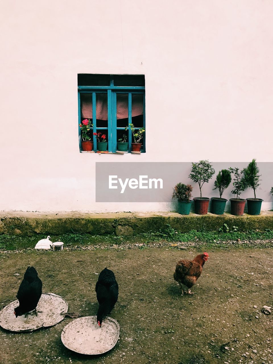 BIRDS PERCHING ON GRASS AGAINST WALL