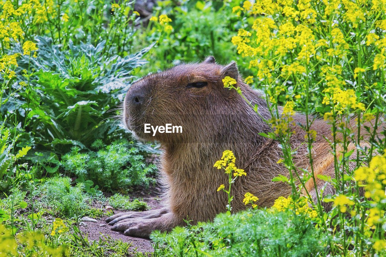 View of an animal on field